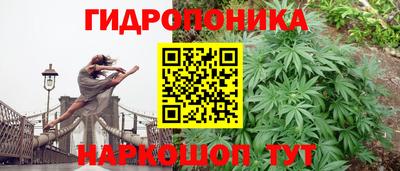 крисы Кулебаки